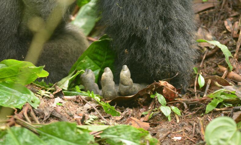 viaje uganda gorila de montaña rafiki