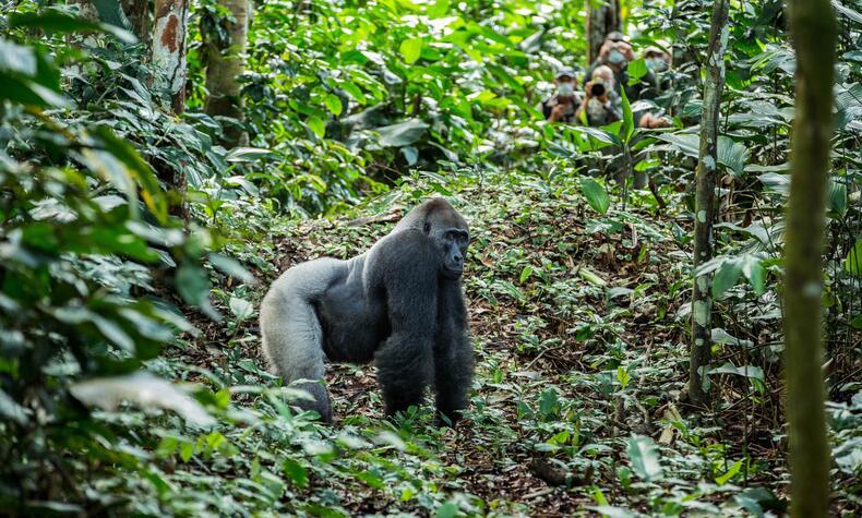 Un macho gorila en la selva congoleña. Un macho gorila en la selva congoleña Odzala Congo gorila