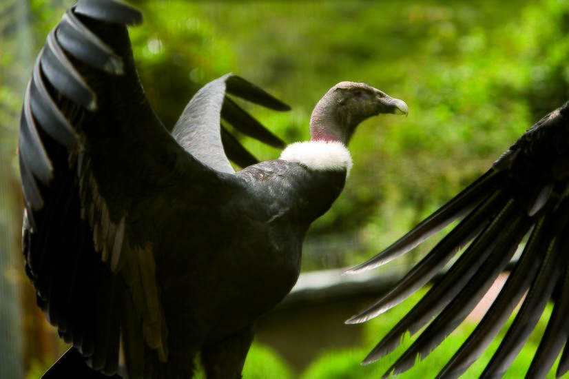 viaje en familia hacienda zuleta conservación cóndor andino ecuador