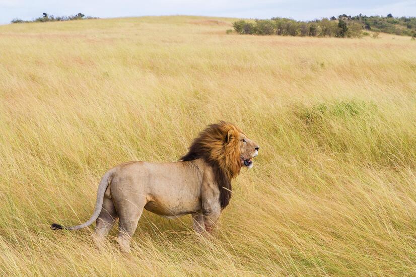 viaje lujo Africa safari león Botsuana