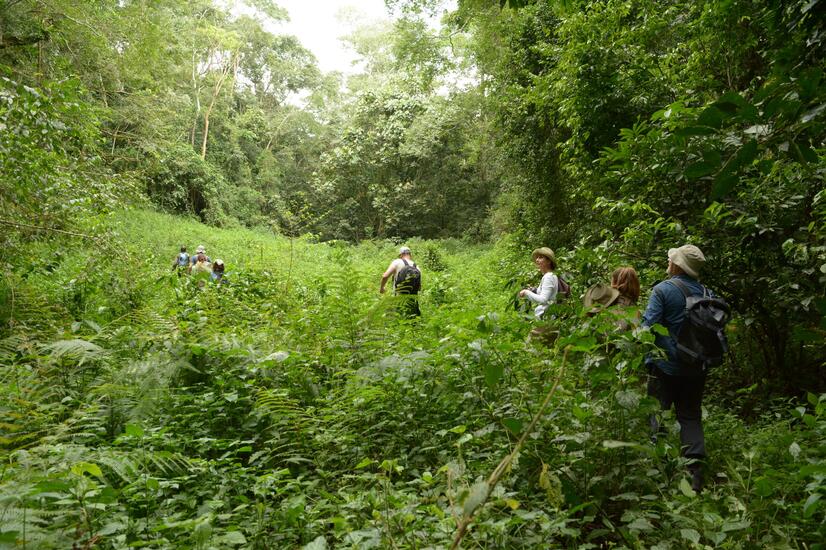 trekking gorilas parque nacional Bwindi Uganda