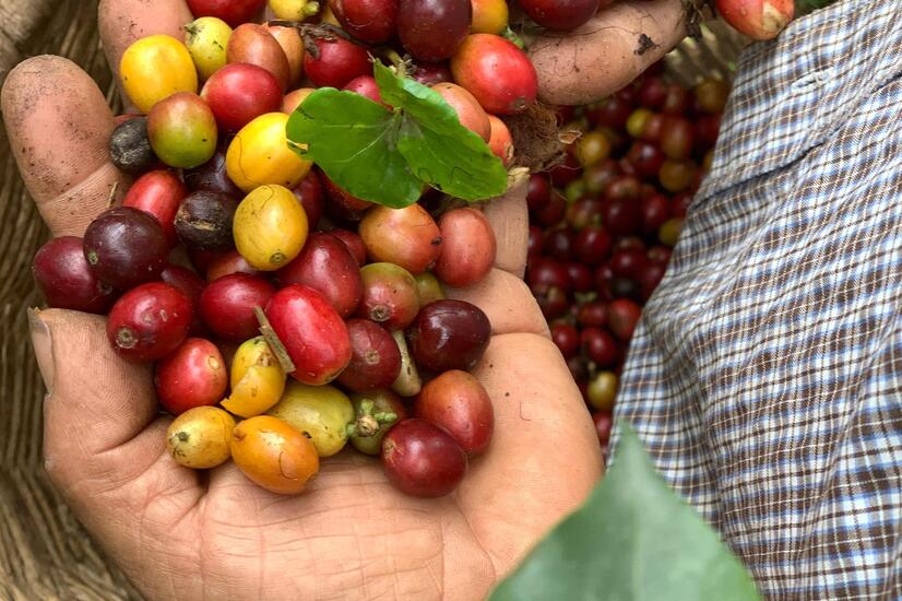 viaje eje cafetero colombia