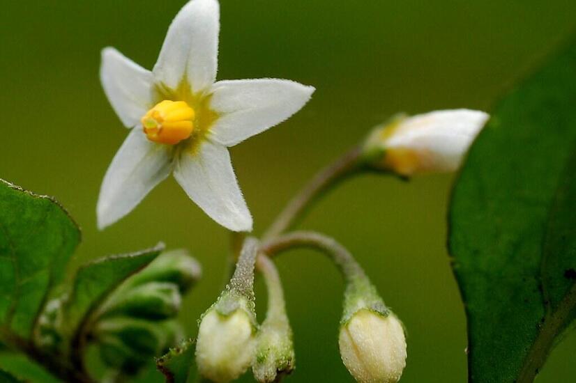 solanum baretiae flor