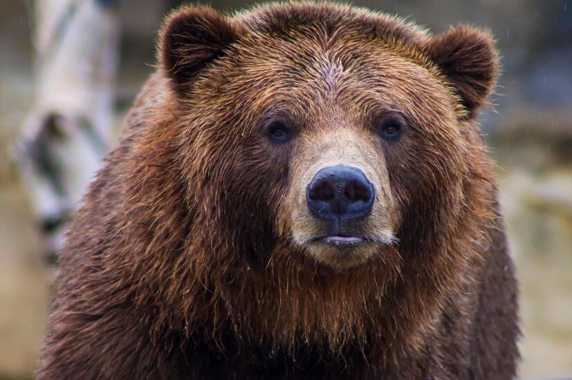 oso grizzly canadá