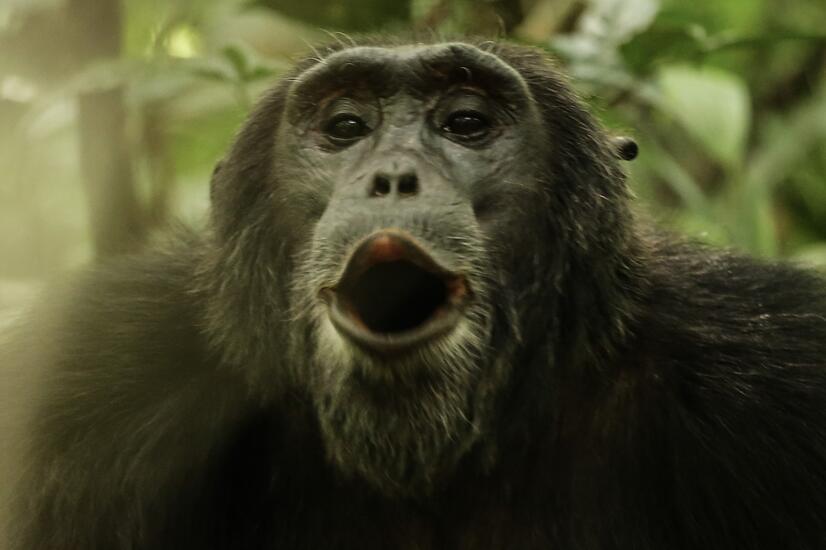 viaje lujo África naturaleza chimpancés