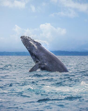 ballena jorobada Punta Arenas Costa Rica