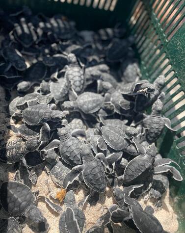 Tortugas lora en el criadero de Playa Blanca.