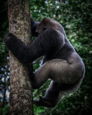 Un macho gorila en la selva congoleña. Foto:Scott Ramsey. Un macho gorila en la selva congoleña