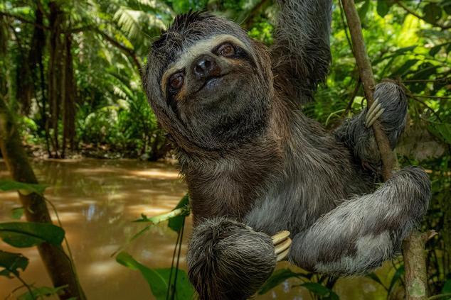 Fauna salvaje en los alrededores de la comunidad