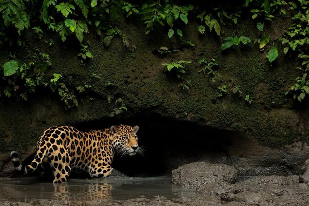 Fauna salvaje en los alrededores de la comunidad