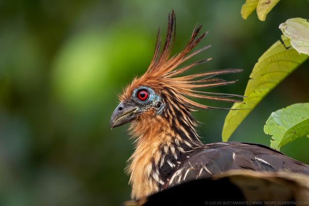 Fauna salvaje en los alrededores de la comunidad