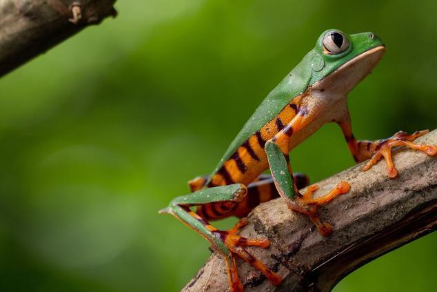 Fauna salvaje en los alrededores de la comunidad