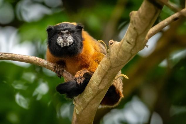 Fauna salvaje en los alrededores de la comunidad