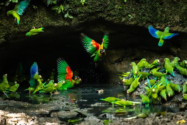 Fauna salvaje en los alrededores de la comunidad