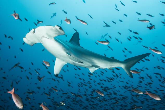 Tiburones martillo en el fondo del océano. Fotos: Ofer Ketter