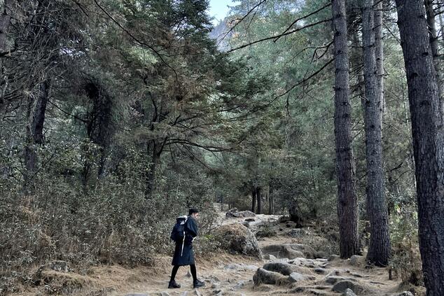 Un sendero que serpentea entre raíces y montañas; en Bután, cada paso evoca introspección y el pulso espiritual del Himalaya.