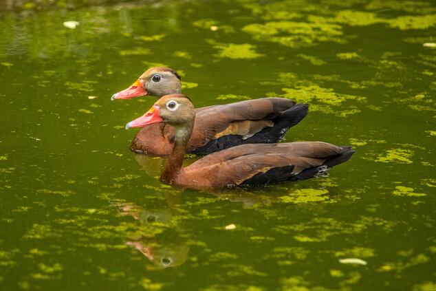 Patos piches en laguna regenerativa