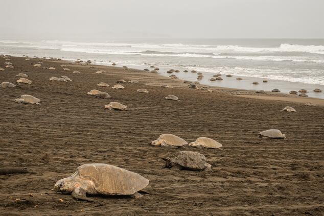 Arribada de tortugas en Ostional