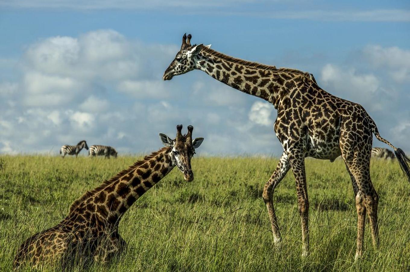 Mara Plains Camp