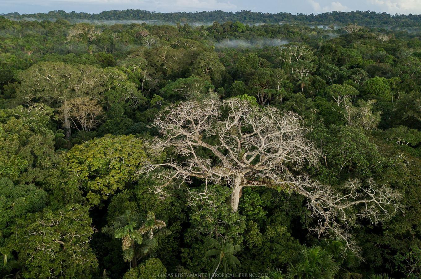 Naturaleza en Napo Wildlife Center