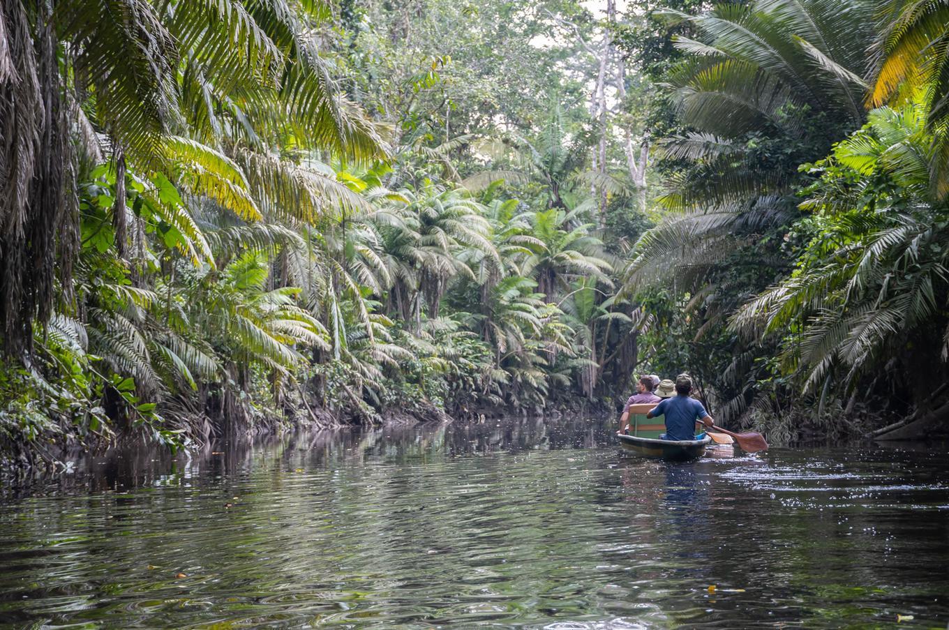 Naturaleza viva en Napo Wildlife Center