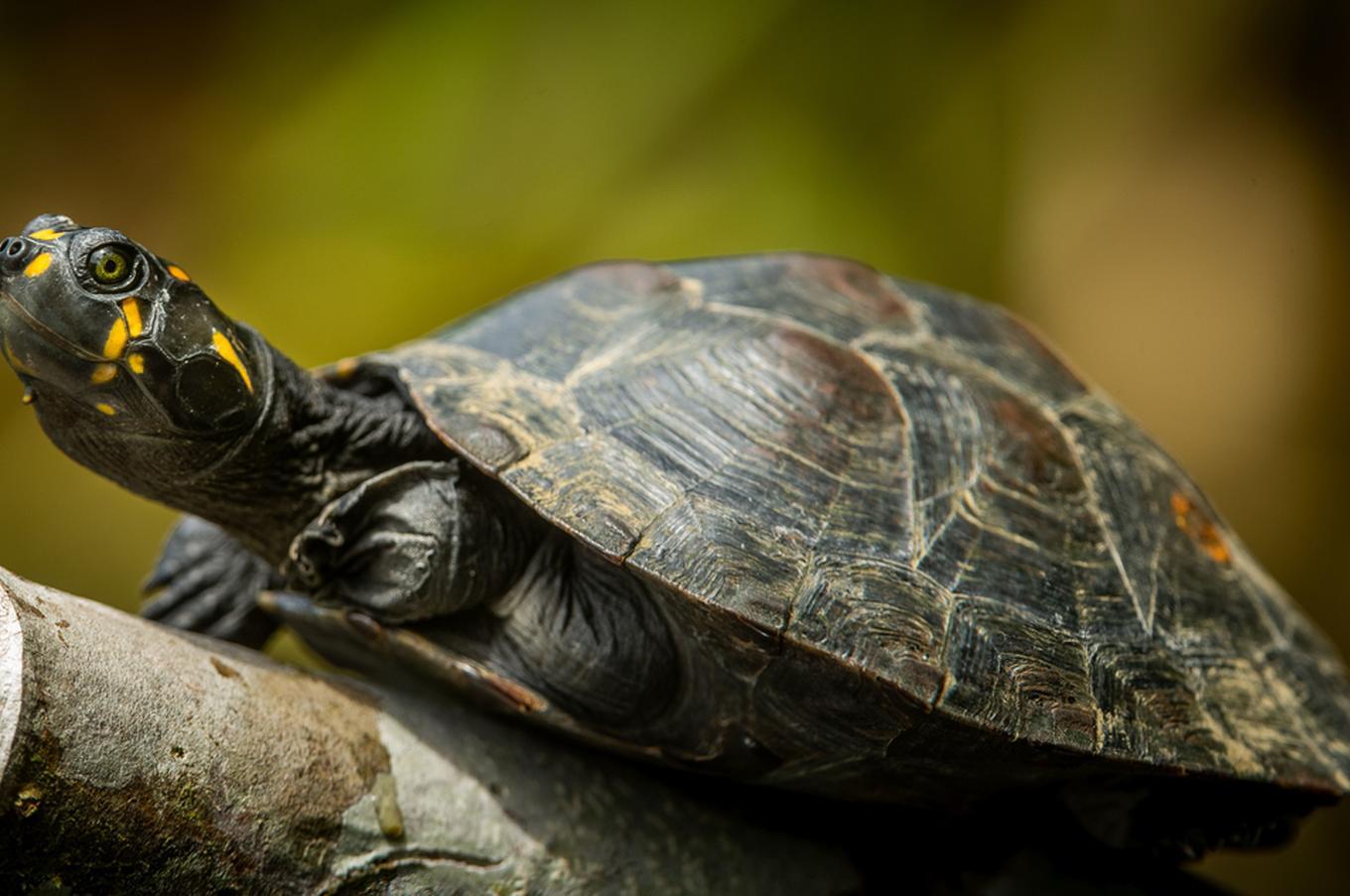 Naturaleza viva en Napo Wildlife Center