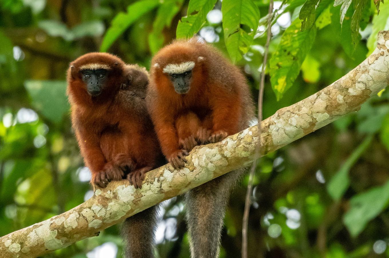 Naturaleza viva en Napo Wildlife Center