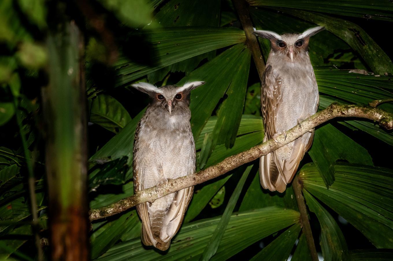 Naturaleza viva en Napo Wildlife Center