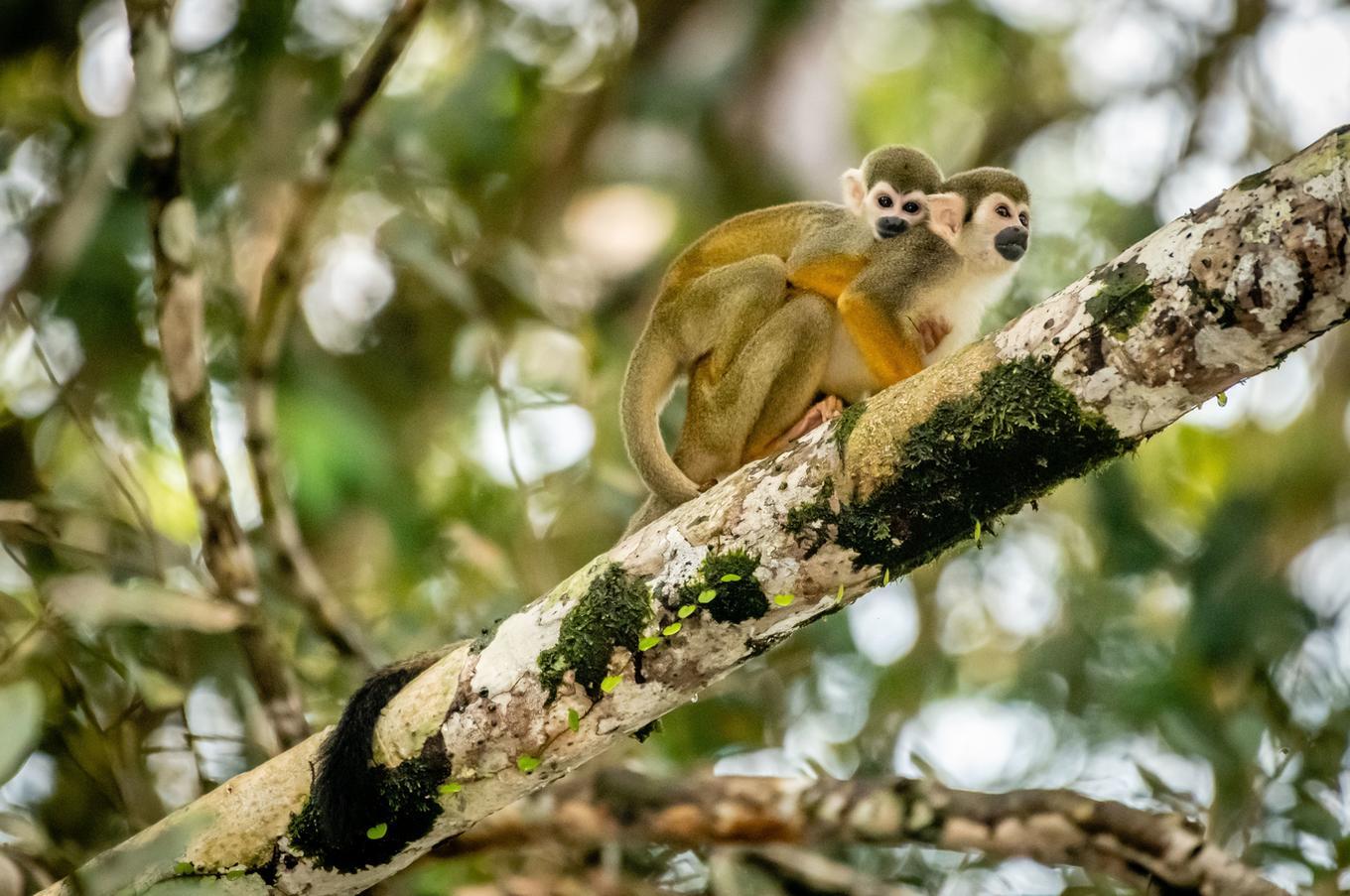 Naturaleza viva en Napo Wildlife Center