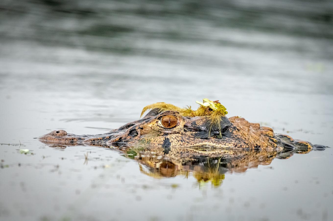 Naturaleza viva en Napo Wildlife Center