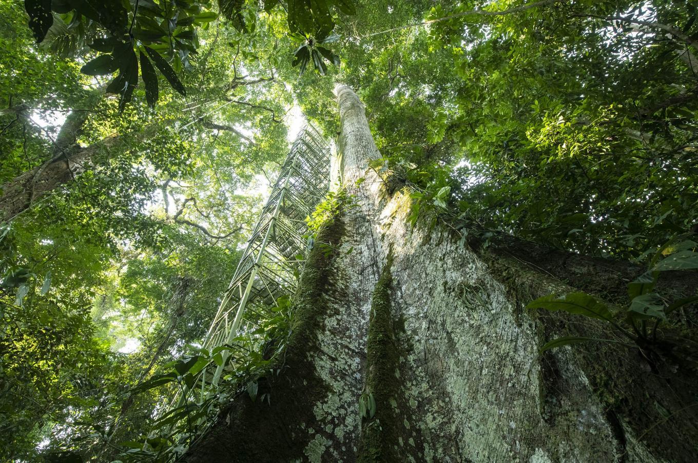 Naturaleza en Napo Wildlife Center