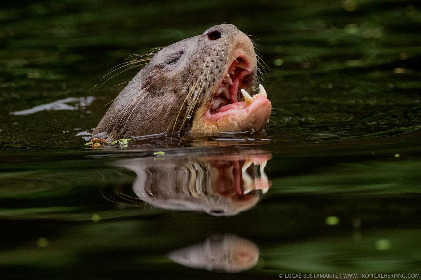 Naturaleza en Napo Wildlife Center