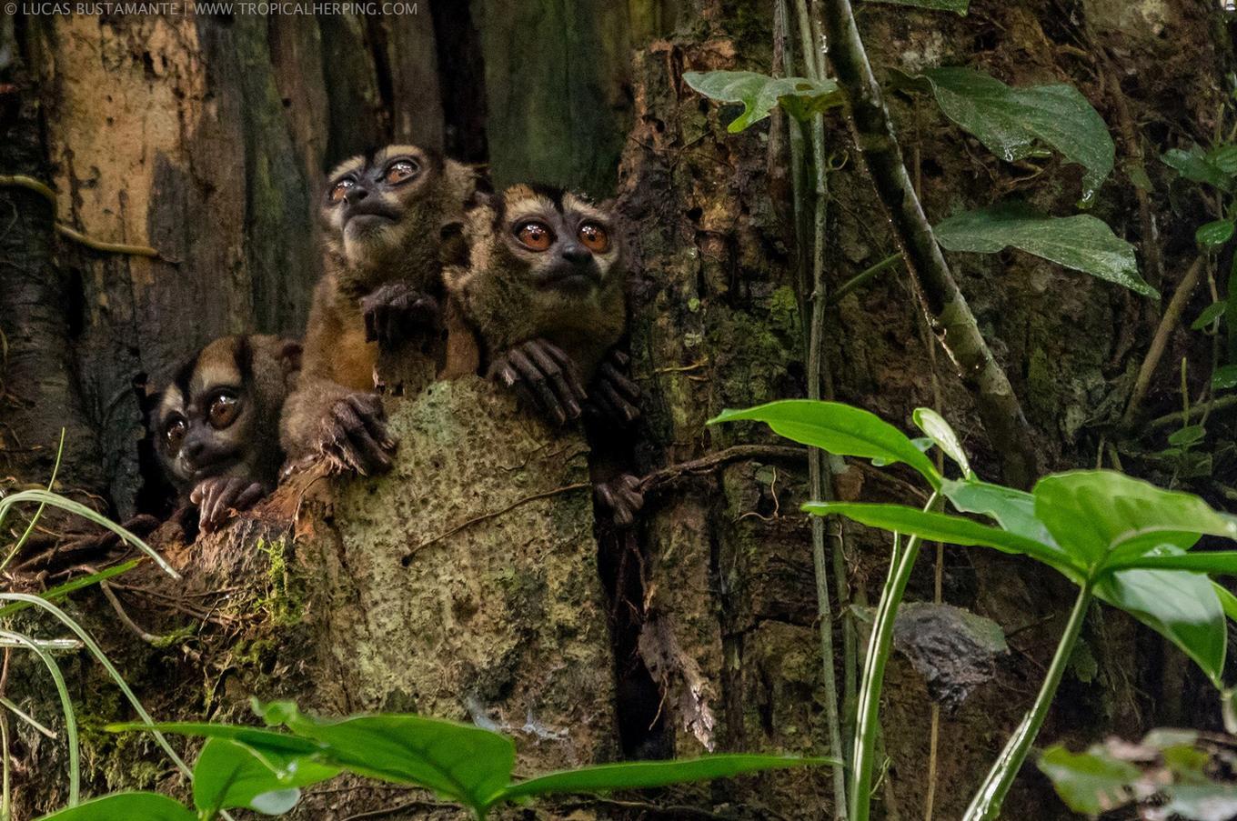 Naturaleza en Napo Wildlife Center