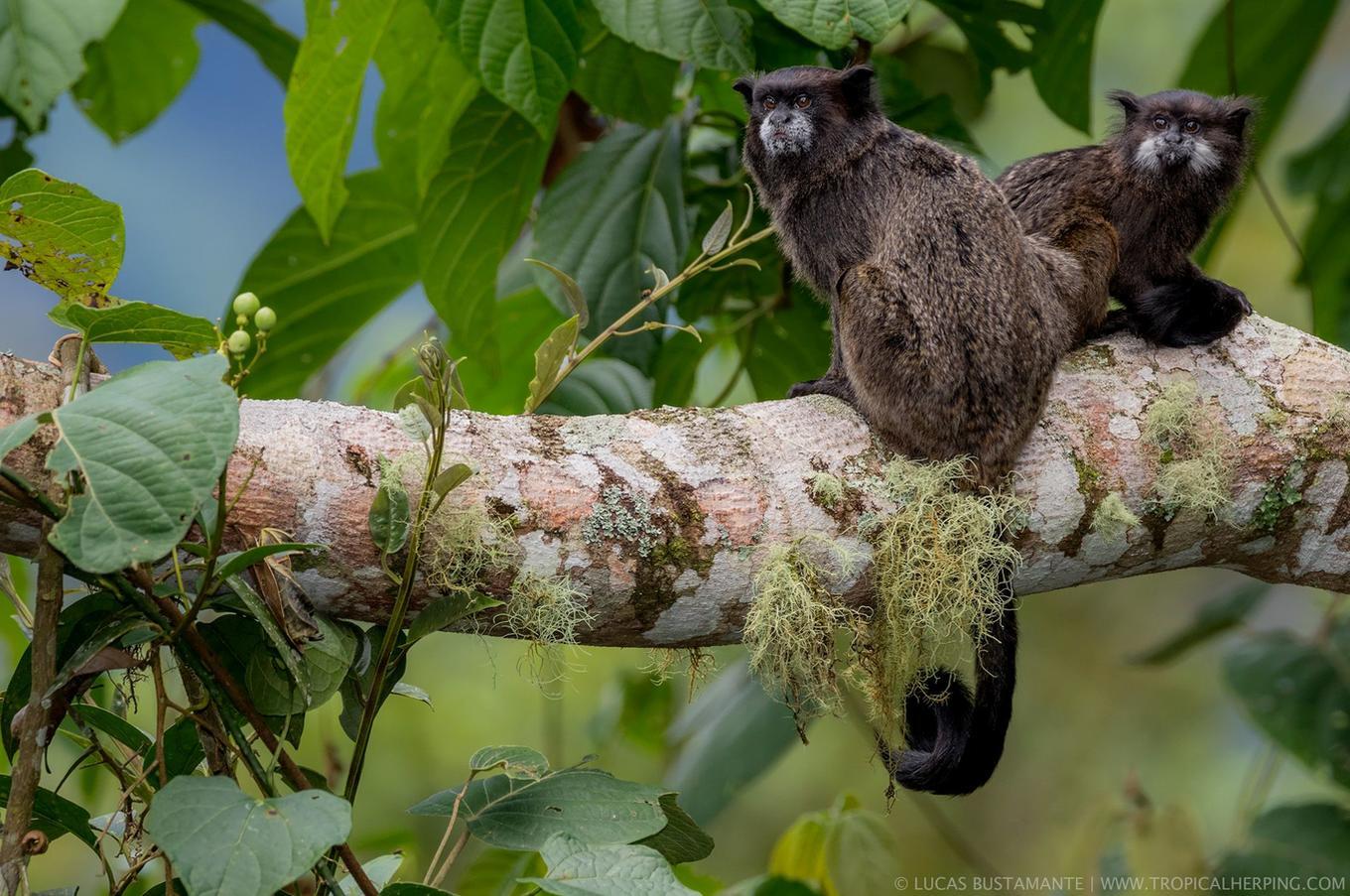 Naturaleza en Napo Wildlife Center