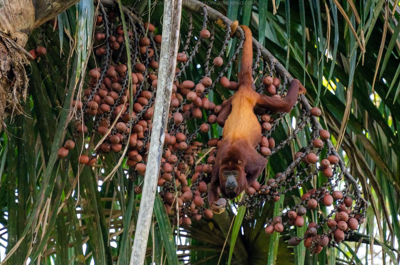 Naturaleza viva en Napo Wildlife Center