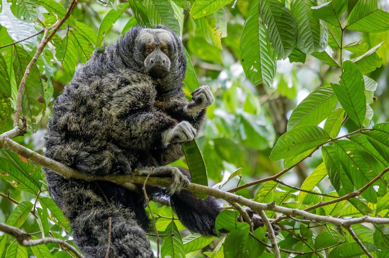 Naturaleza en Napo Wildlife Center