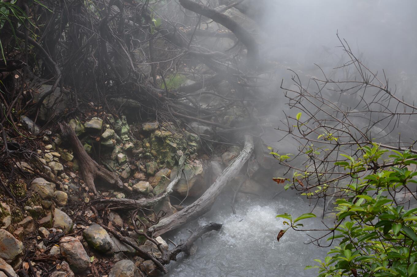 Bosque nuboso.