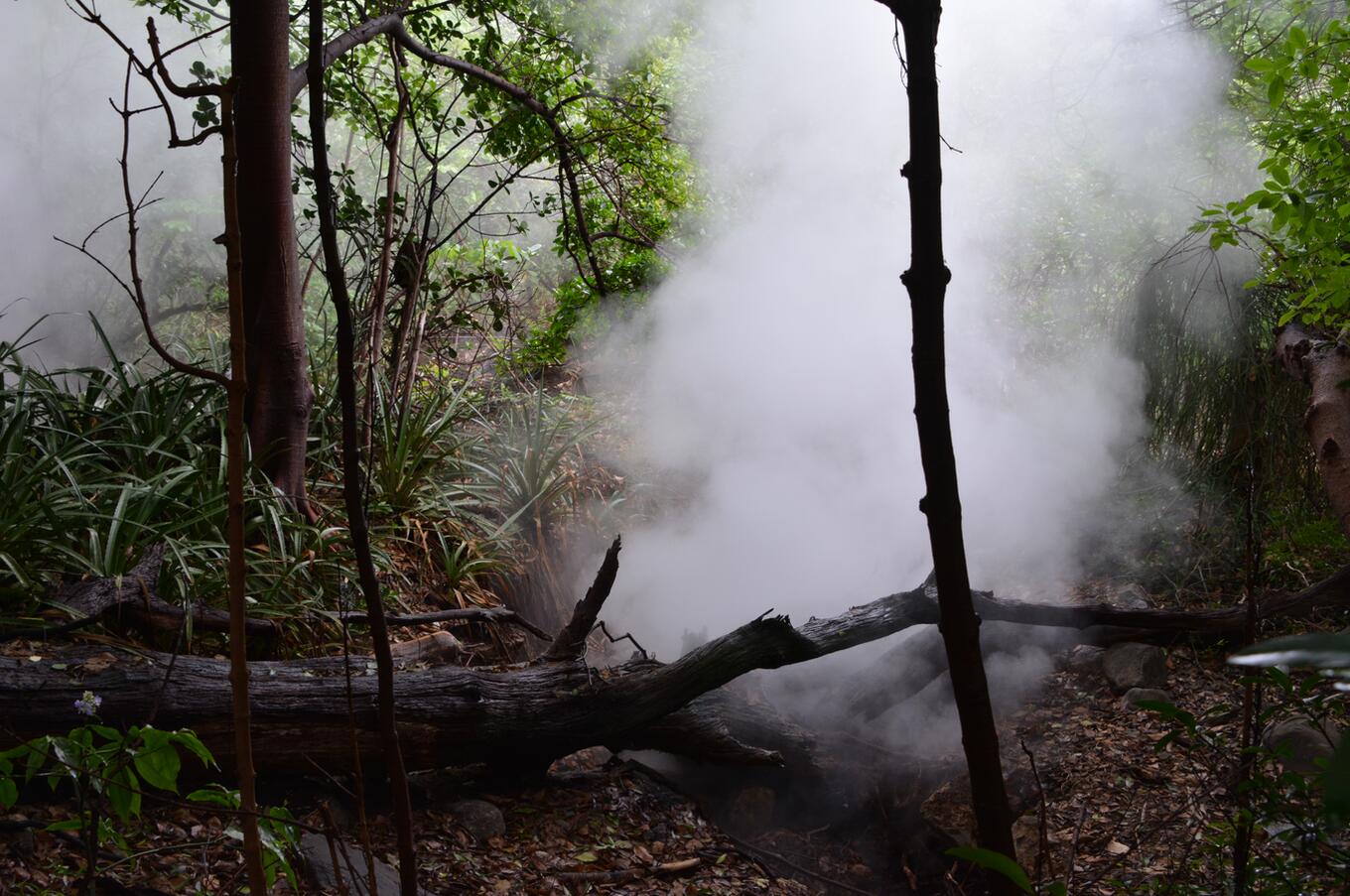 Bosque nuboso