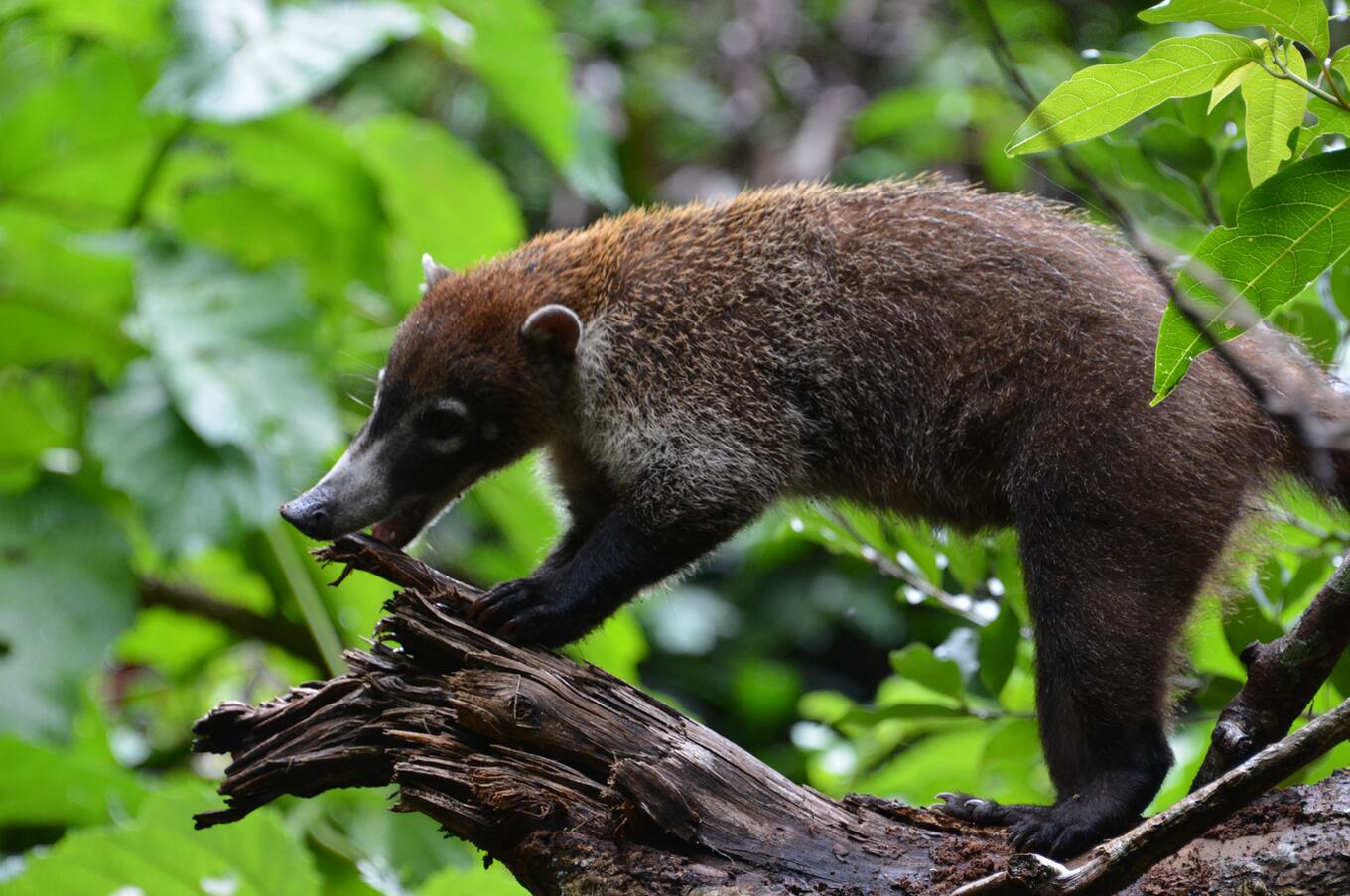 Coatí de nariz blanca, Nasua Narica.