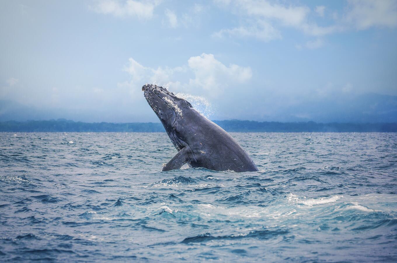 Ballena Jorobada Puerto Jimenez Puntarenas