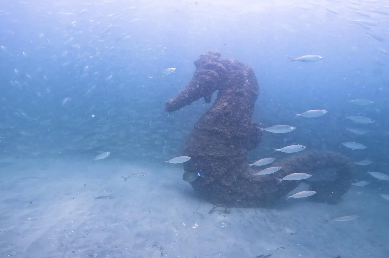 Caballito de mar en el museo subacuático.