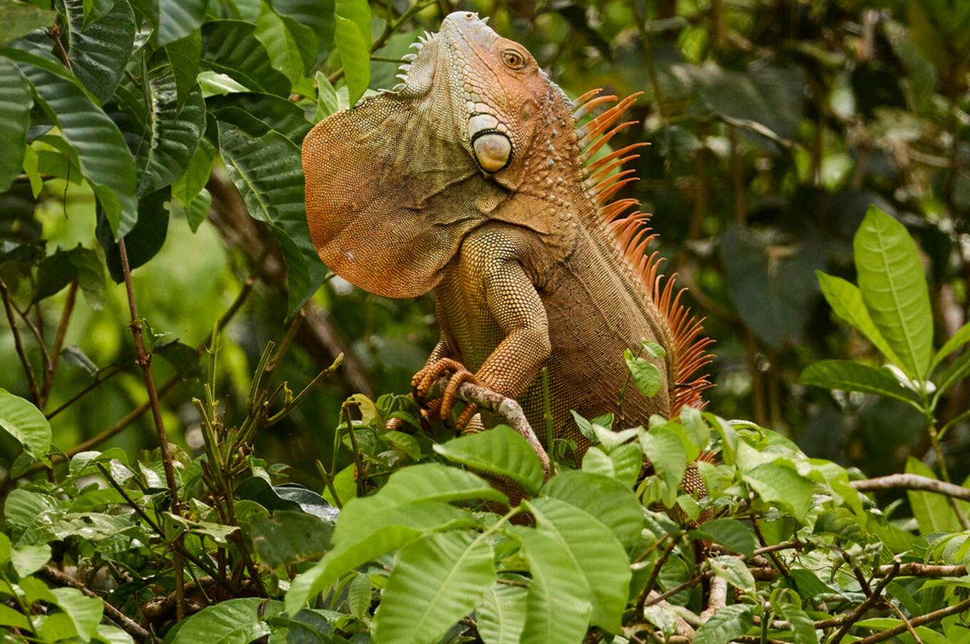 Iguana verde en el Parque Nacional Tortuguero. Foto: Zdeněk Macháček.