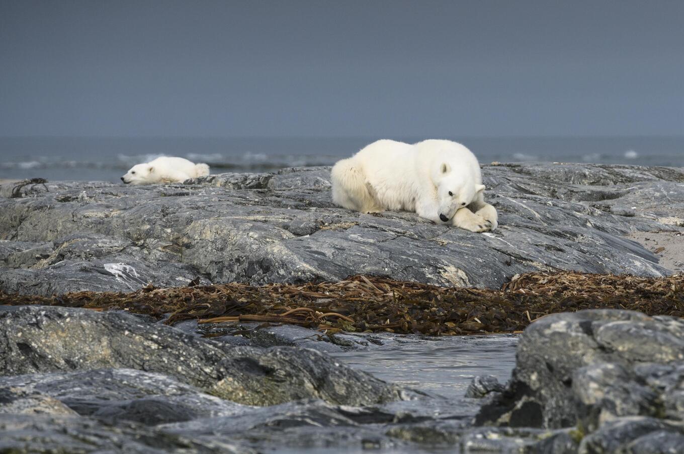 Hurtigruten Svalbard