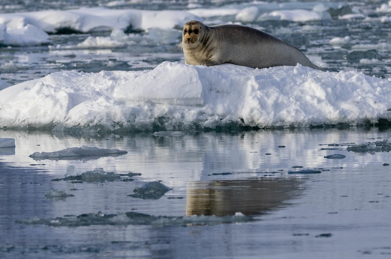 Hurtigruten Svalbard