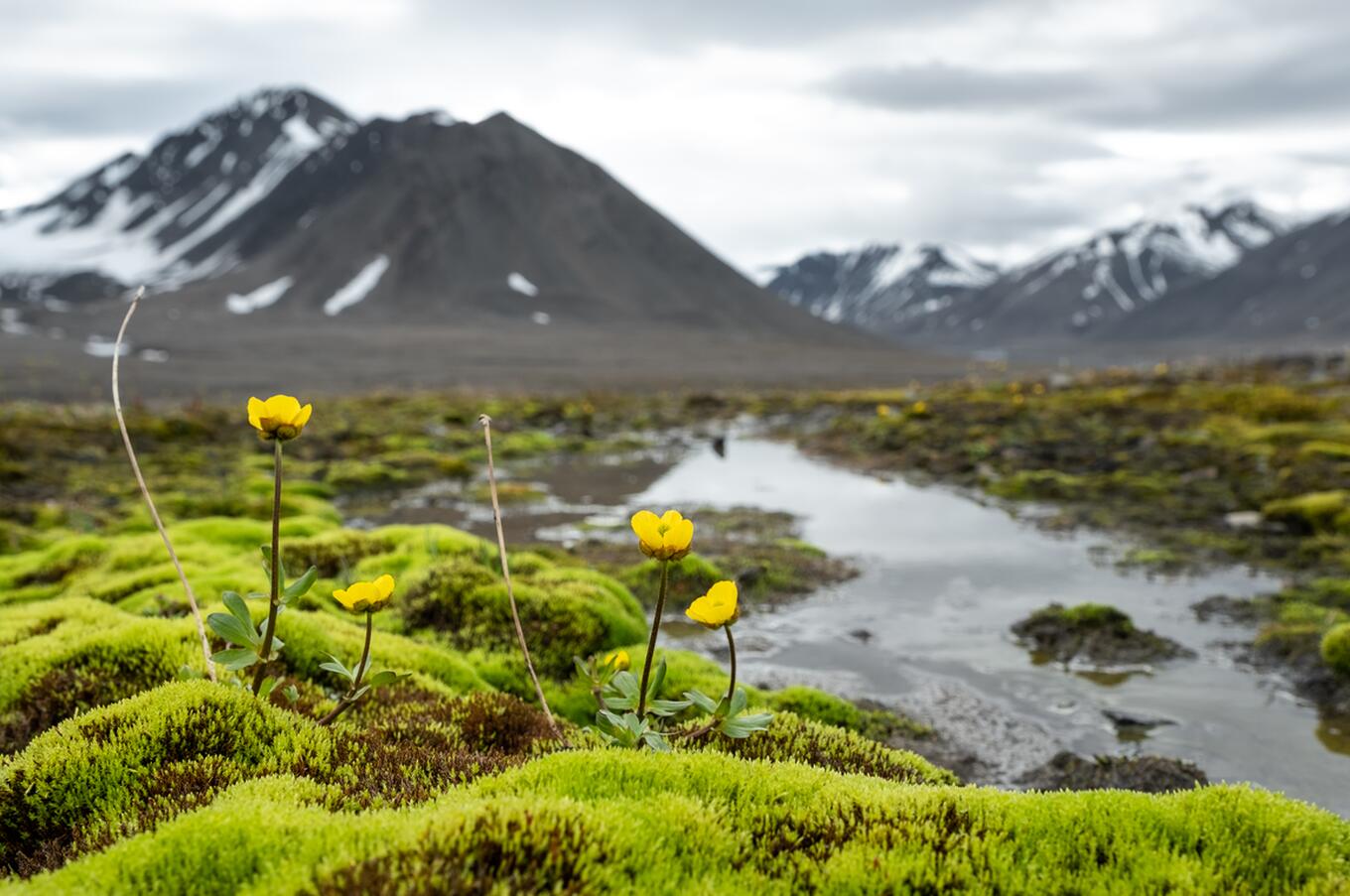 Hurtigruten Svalbard