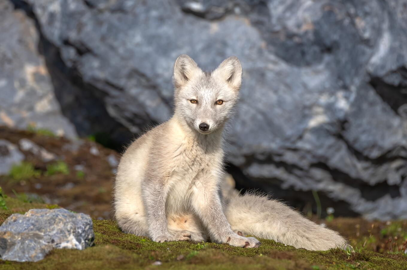 Hurtigretten Svalbard