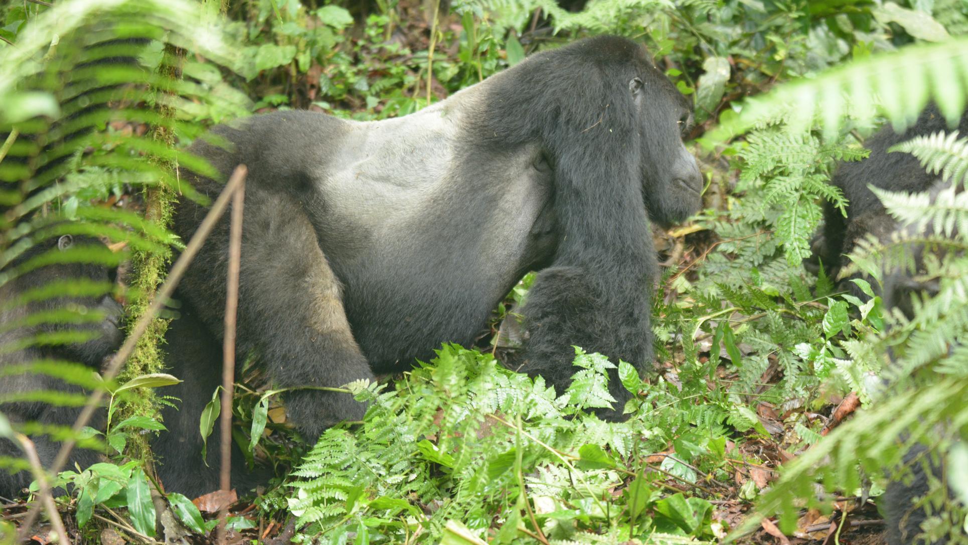 viaje uganda gorila de montaña rafiki