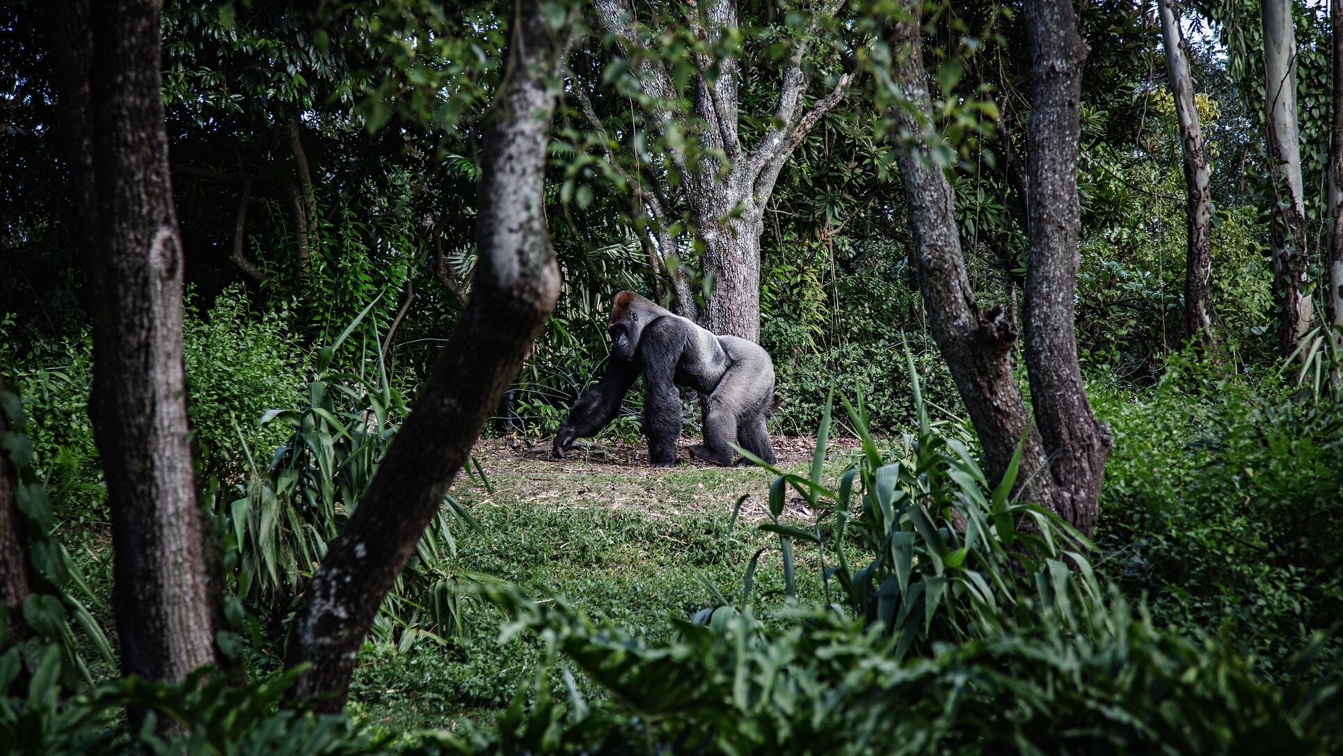 viaje lujo treking gorilas de montaña en Ruanda