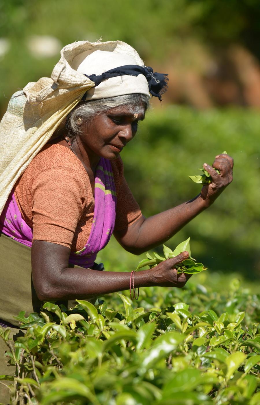 viaje lujo sri lanka plantaciones té.